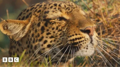 Kingdom Quiz 2: The leopard family, Olimba and her cubs