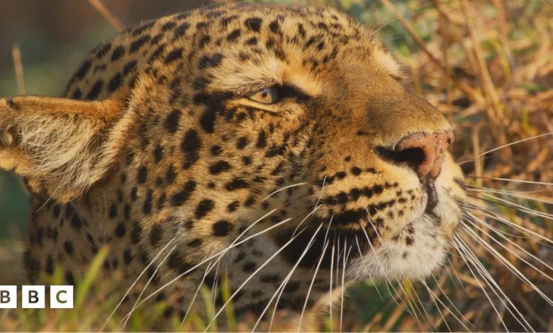 Kingdom Quiz 2: The leopard family, Olimba and her cubs