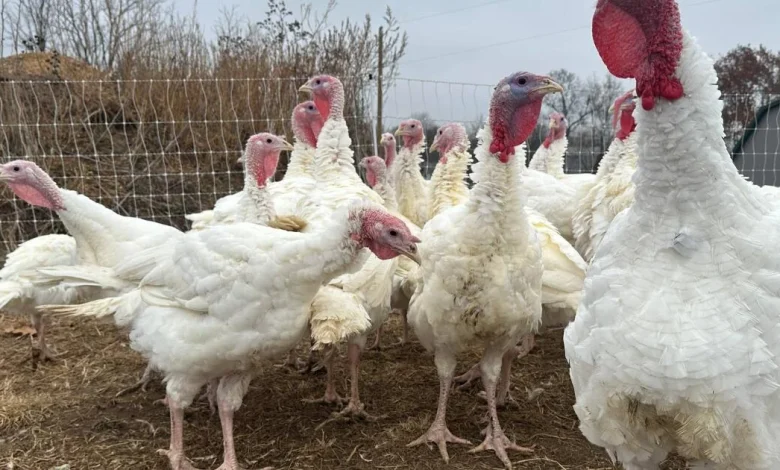 Las tiendas mantienen bajos precios del pavo en un año difícil. Otras comidas festivas podrían subir