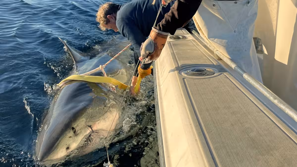 Le plus grand requin blanc mâle de l’Atlantique nord-ouest aperçu au Canada