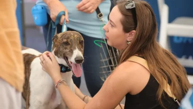 Londonderry Dogs 4 You