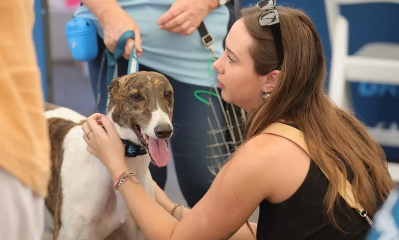 Londonderry Dogs 4 You