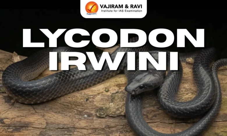 Lycodon Irwini Species, Features, Latest News