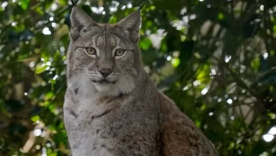Lynx reintroduction in Northumberland a step closer after new enclosure unveiled