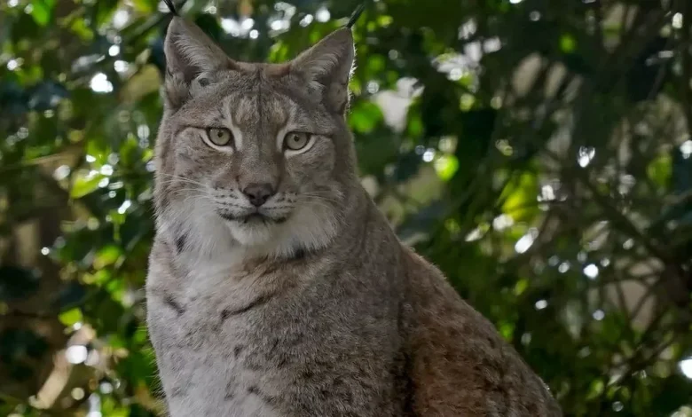 Lynx reintroduction in Northumberland a step closer after new enclosure unveiled