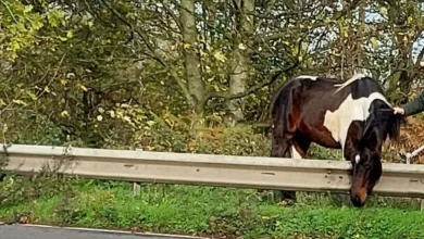 M4 closed for horse on the motorway