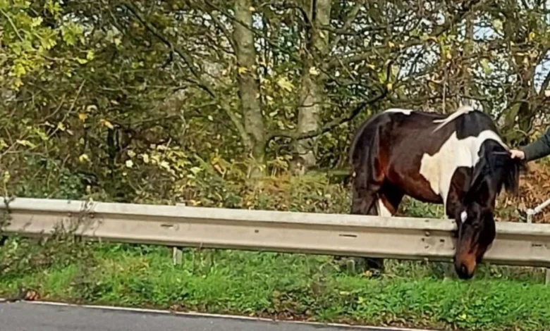 M4 closed for horse on the motorway