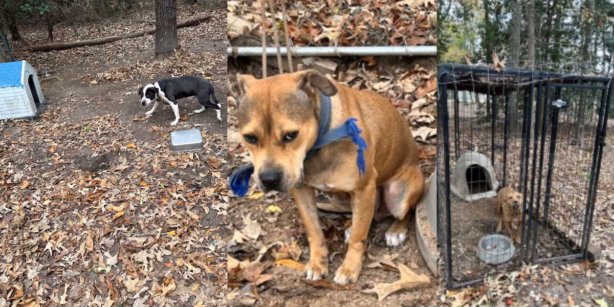 Man accused of dog fighting, ill treatment of animals in Greenville Co.