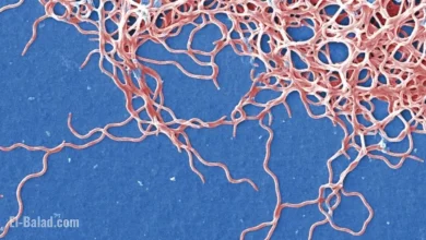 Manganese: Lyme Disease’s Double-Edged Sword Revealed