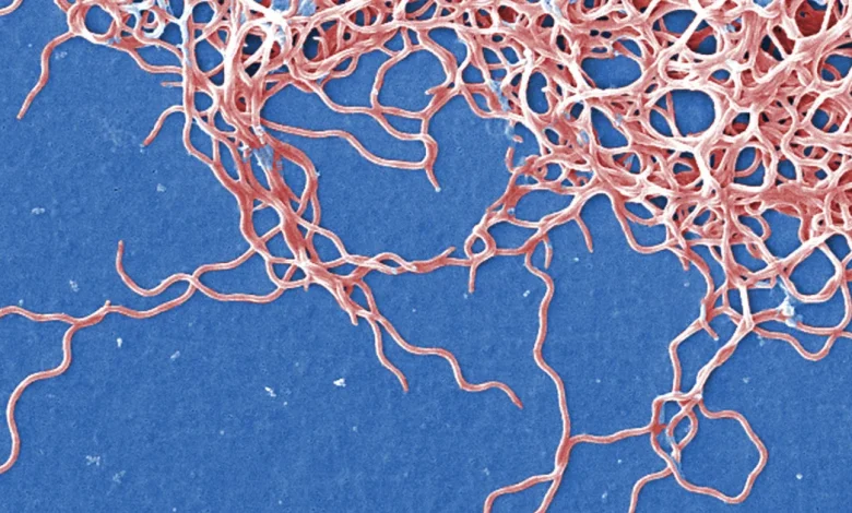 Manganese is Lyme disease’s double-edge sword