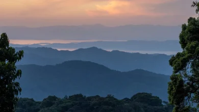 Martin Kemp Favored to Win ‘I’m A Celebrity’ 2025: Inside the Contestants, Odds, and Show Dynamics