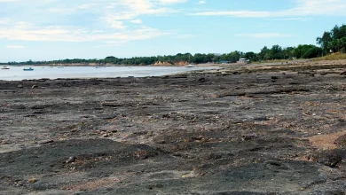 Mega-shark remains found on beach in Australia. Experts say it was absolutely massive