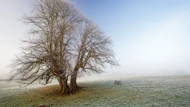 Met Éireann pinpoints when temperatures will plunge below freezing after wet and mild days