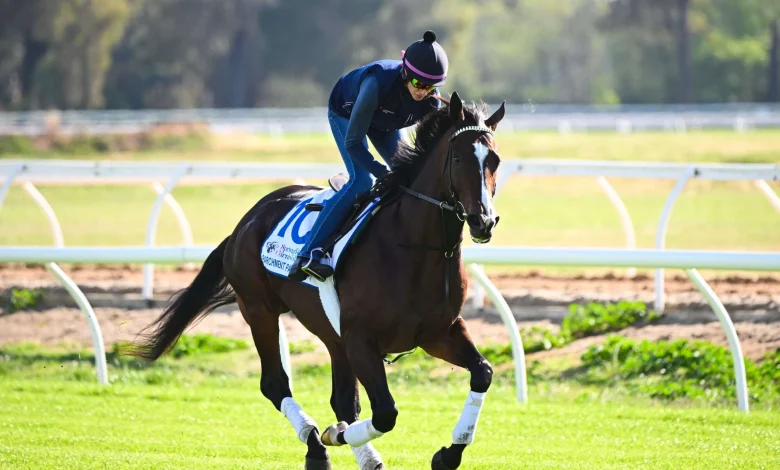 More than a century since Mark Twain, America tries its luck at Australia’s greatest race