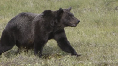 Multiple people may have been injured after grizzly bear attack in Bella Coola: B.C. conservation officers