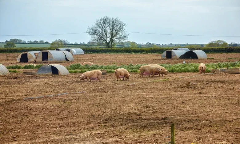 NPA accuses BBC of spreading 'inaccurate' claims on UK pig farming