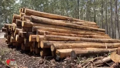 Native logging undermines Australia's climate goals