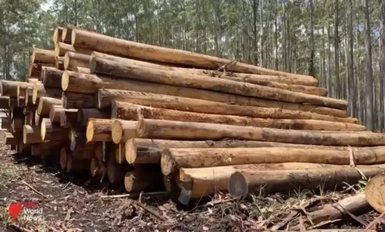 Native logging undermines Australia's climate goals