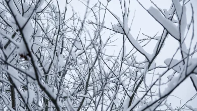 Neige et pluie verglaçante | Plus de 95 % des clients touchés par les pannes de courant ont été rebranchés
