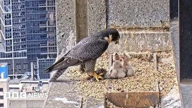 'Nestflix': the peregrine falcon livestream that has Australians glued to their screens