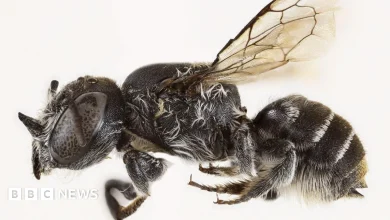 New 'Lucifer' bee with devil-like horns found in Australia