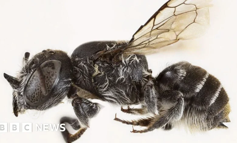 New 'Lucifer' bee with devil-like horns found in Australia
