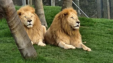 New Zealand wildlife park to euthanize 7 lions, citing financial troubles: "No real options left"