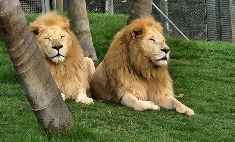 New Zealand wildlife park to euthanize 7 lions, citing financial troubles: "No real options left"