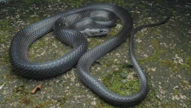 New wolf snake honors the late Steve Irwin