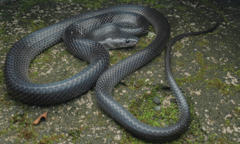 New wolf snake honors the late Steve Irwin