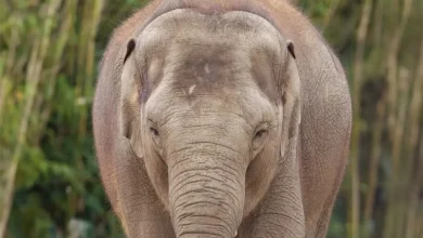 No more elephants for Dublin zoo, demands TD
