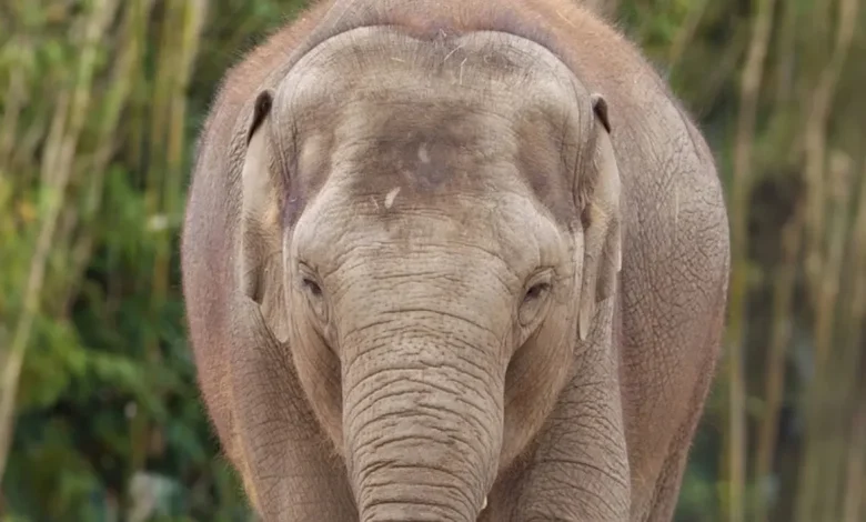 No more elephants for Dublin zoo, demands TD