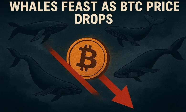 Number of Bitcoin Whales Grows as Price Falls, Bitcoin Hyper Set to Rise