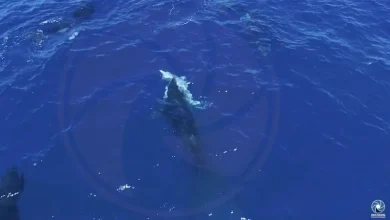 Orcas seen hunting great white sharks to eat their livers in drone footage recorded in Mexico