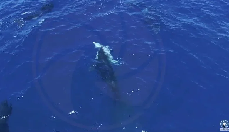 Orcas seen hunting great white sharks to eat their livers in drone footage recorded in Mexico