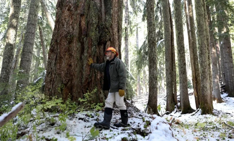 Oregon Christmas tree farms face supply challenges amid rising costs