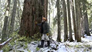Oregon Christmas tree farms face supply challenges amid rising costs