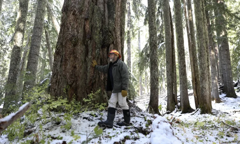 Oregon Christmas tree farms face supply challenges amid rising costs