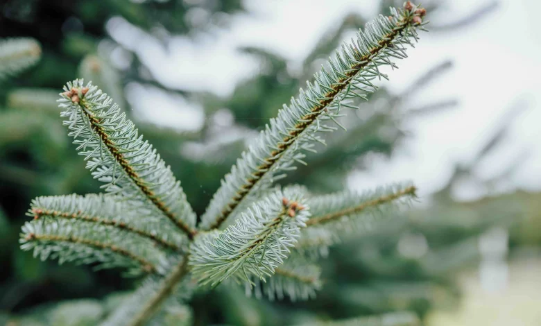Oregon Retains Top Spot for Christmas Tree Production