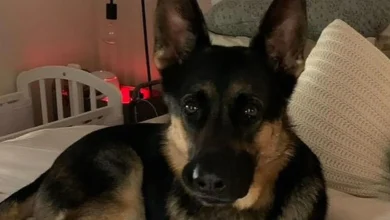 Owner of beloved German shepherd found dead charged as police say family's ute was not stolen