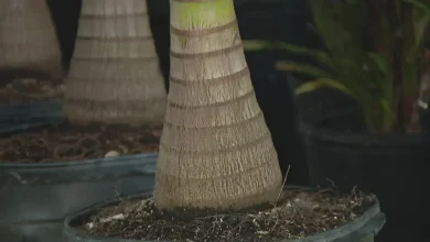 Palm tree truck rot study