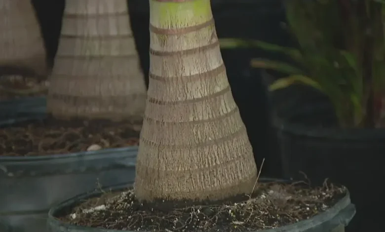 Palm tree truck rot study