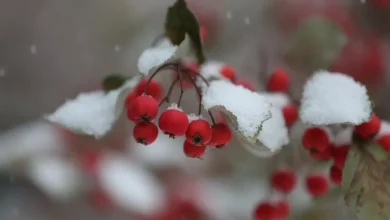 Parts of UP could see up to 15 inches of lake-effect snow. What to expect in Michigan