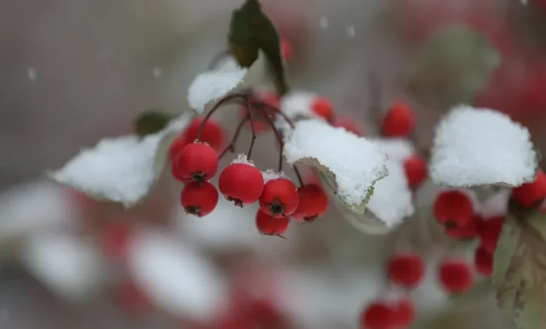 Parts of UP could see up to 15 inches of lake-effect snow. What to expect in Michigan