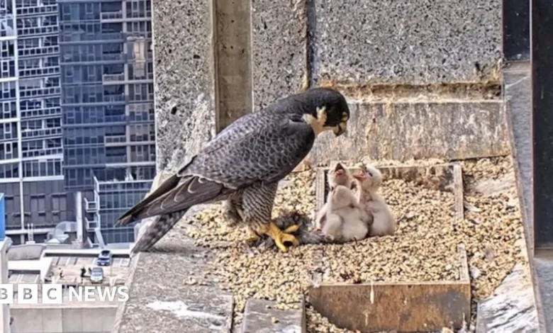 Peregrine Falcons Fight for Prime Nesting Site in Central Melbourne