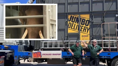 Perth Zoo’s beloved last elephant journeys to new home