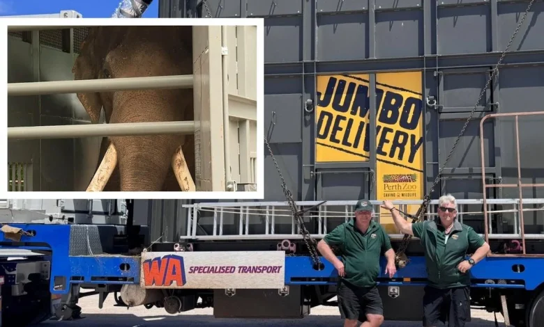Perth Zoo’s beloved last elephant journeys to new home