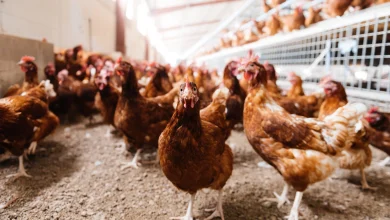 Poultry farmers urged to house birds now before housing order