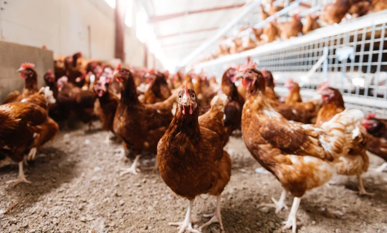 Poultry farmers urged to house birds now before housing order