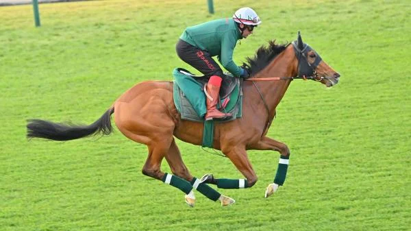 Profitable Strategy Betting Calandagan in the 2025 Japan Cup